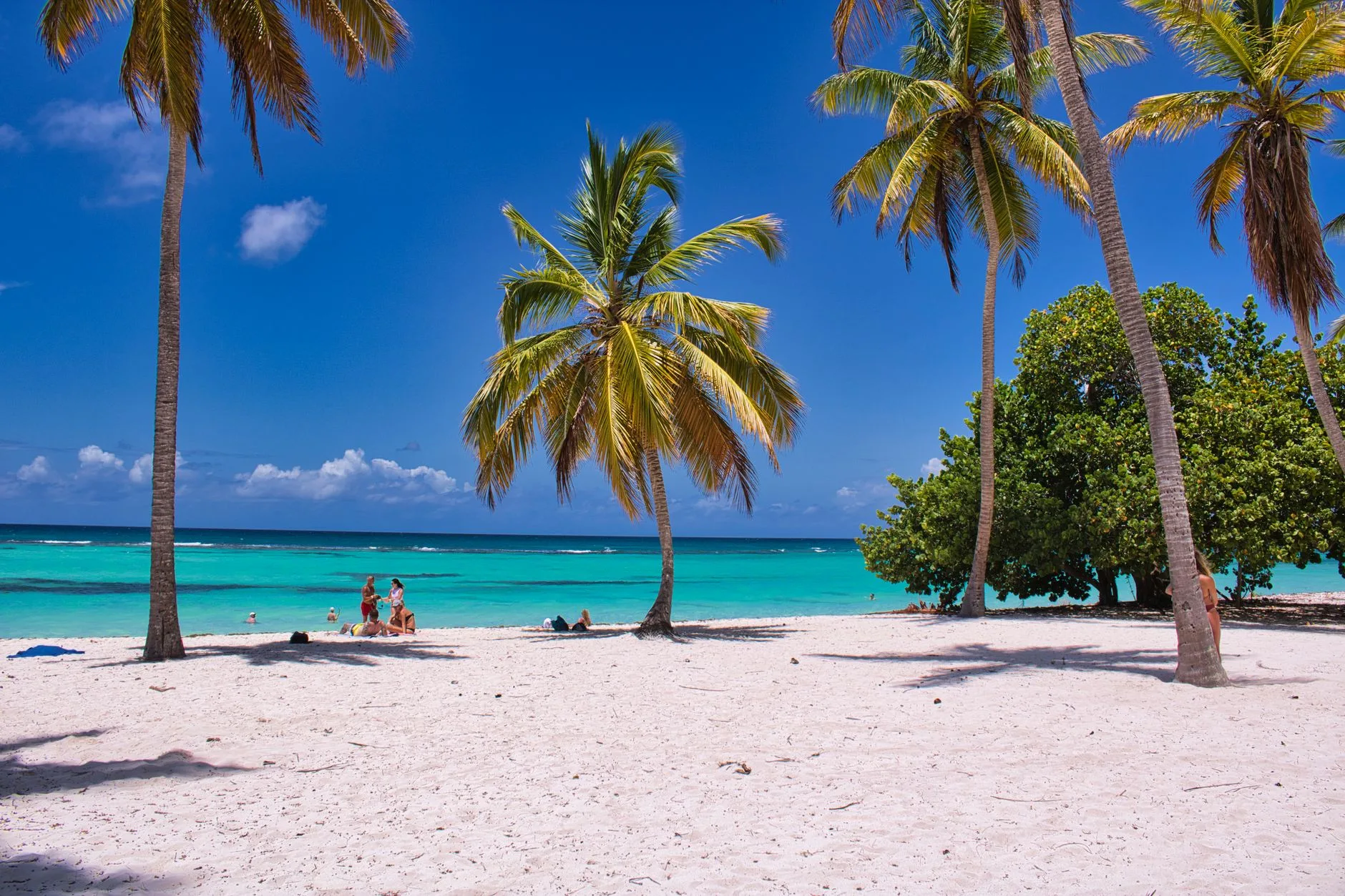Vue de la Guadeloupe, plage de sable clair et eau turquoise bordée de végétation tropicale