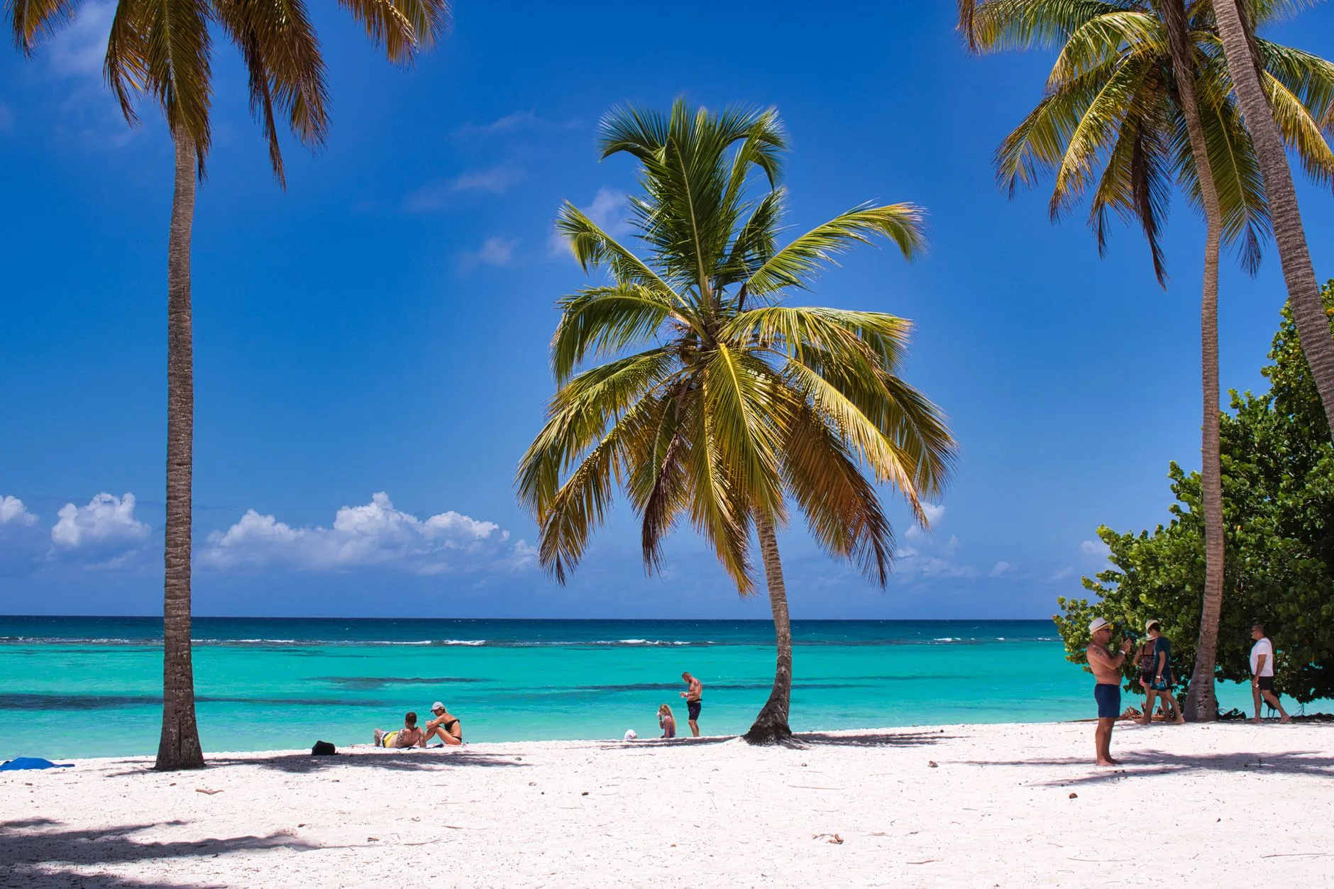 Paysage côtier de Guadeloupe avec plage, cocotiers et mer turquoise