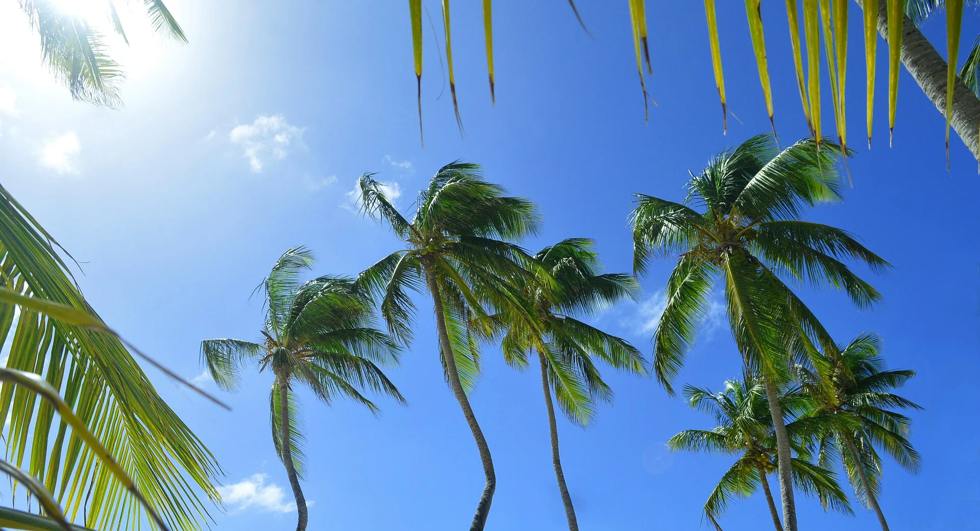 Cocotiers sous un ciel bleu, décor typique des plages des Caraïbes