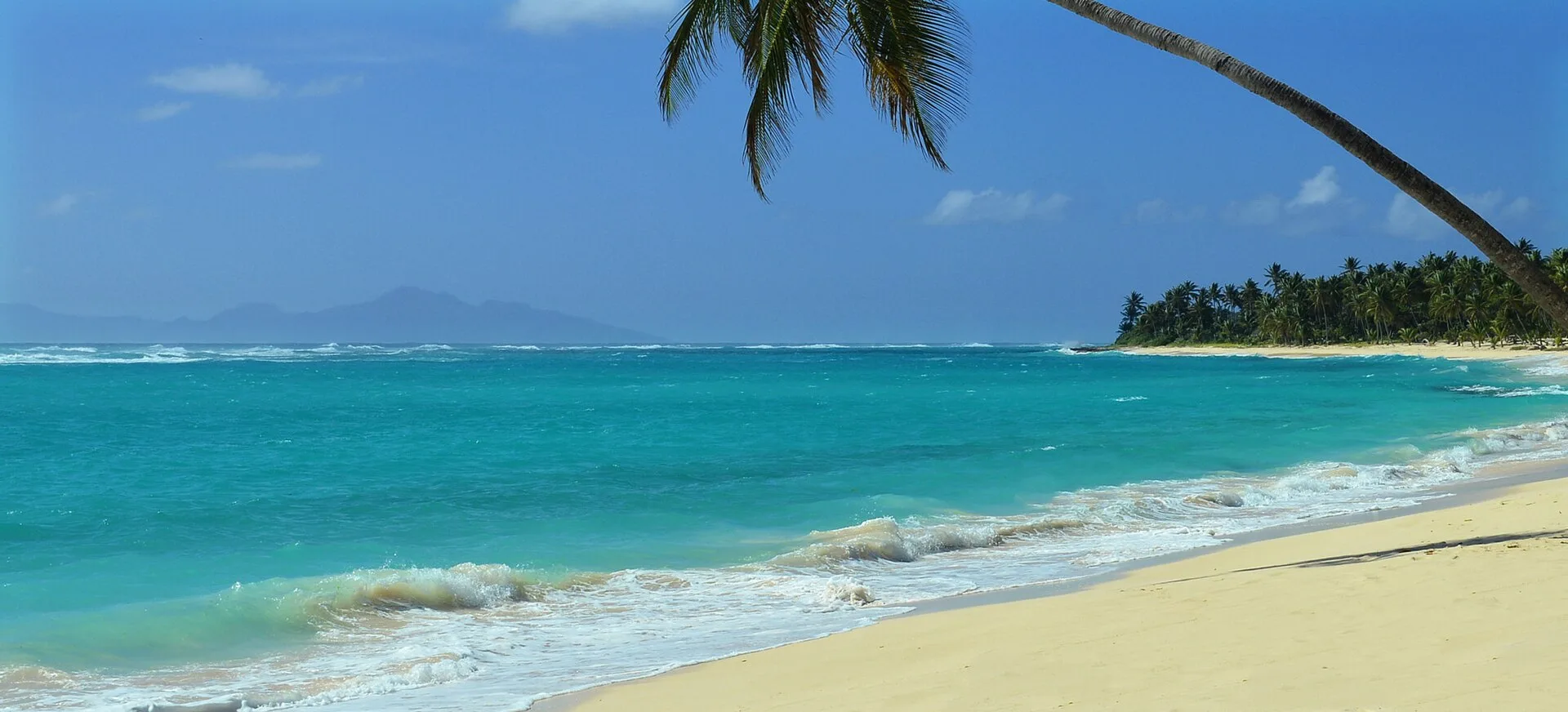 Plage de sable clair bordée de cocotiers à Marie-Galante